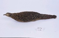藍腹鷴藏品圖，第3張